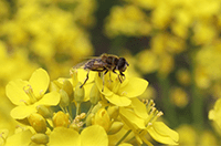 花にとまっている虫の画像