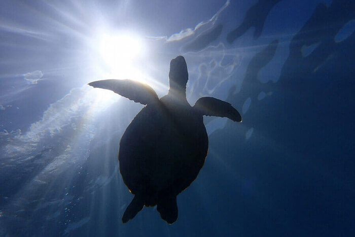 綺麗な海とウミガメが泳ぐ画像